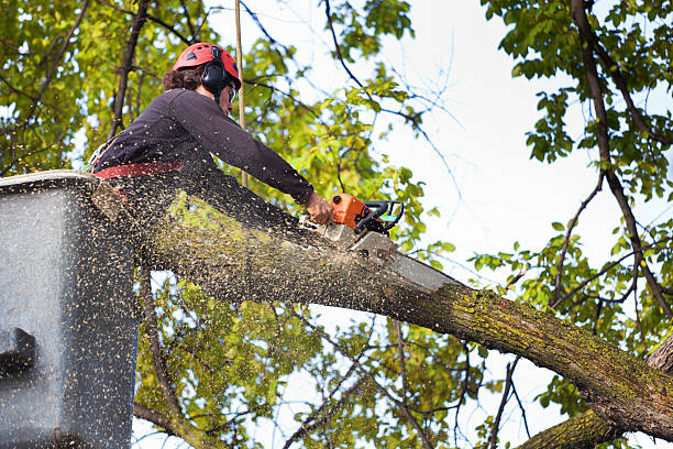 How Our Tree Care Process Works  in Astoria, OR